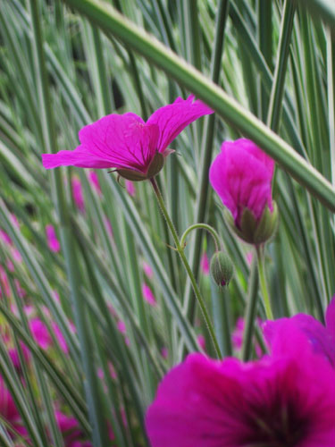 Miscanthus